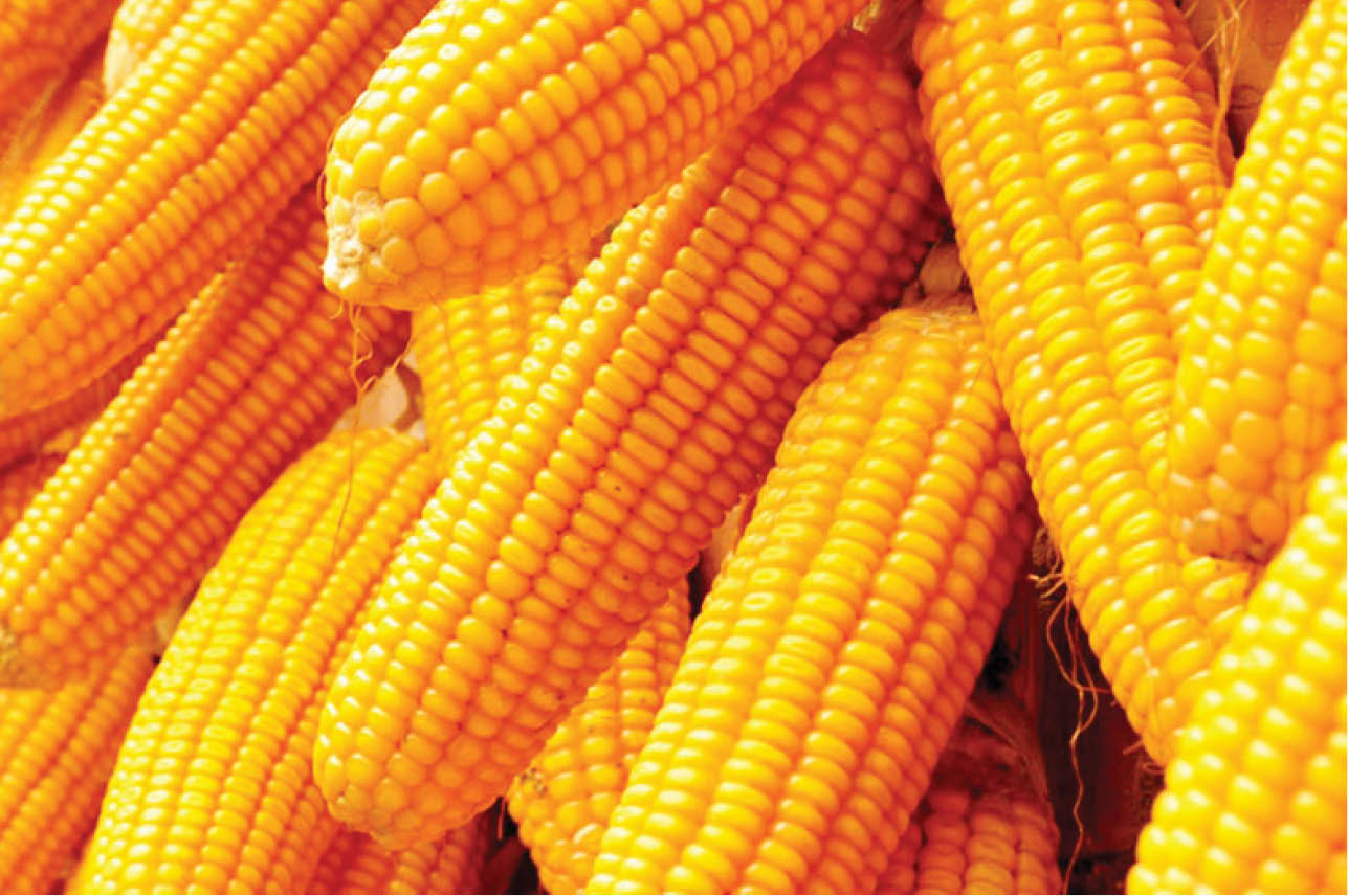 ABU starts research into flood resistant maize – Director