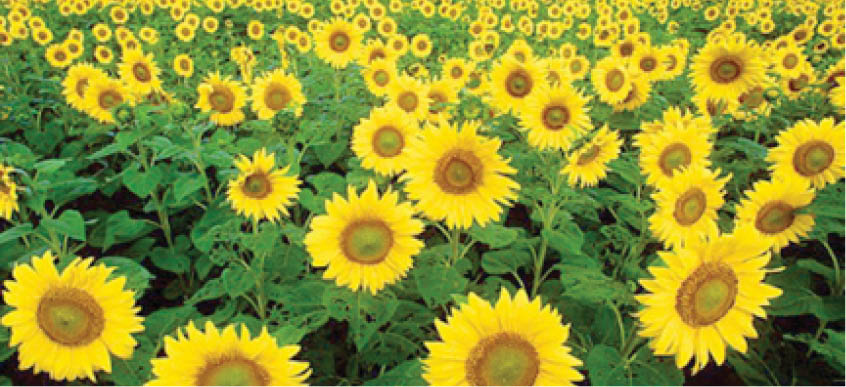 Why you should give sunflower cultivation a trial