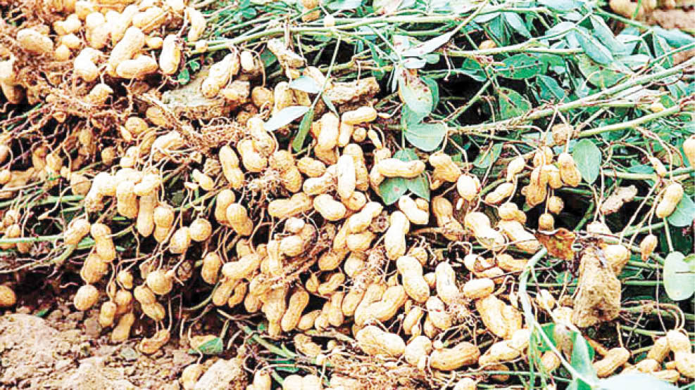 Groundnut is one of the oil seeds from where the drugs can be produced
