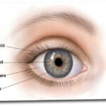 How to maintain healthy eyes