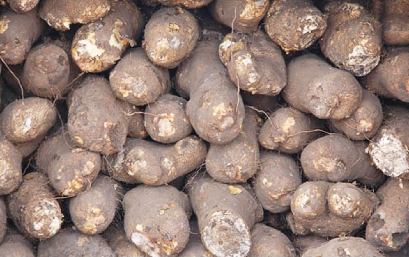 Yam price crashes with new harvests in Plateau