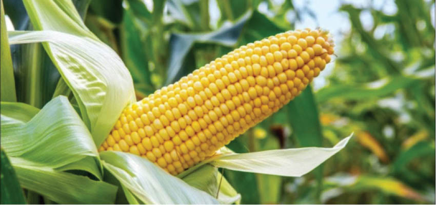 Maize prices down, as middlemen mop produce