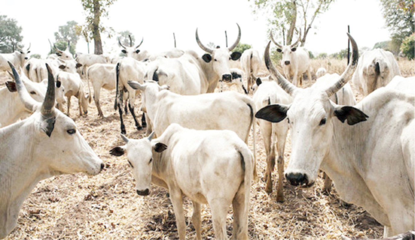 Benue livestock guards impound 376 cows