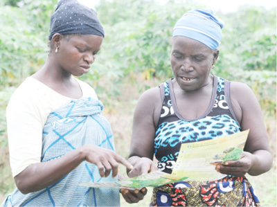 Getting correct herbicides for cassava farmers