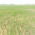 The stopage of rain in the months of July and August has affected crops in some parts of southwest