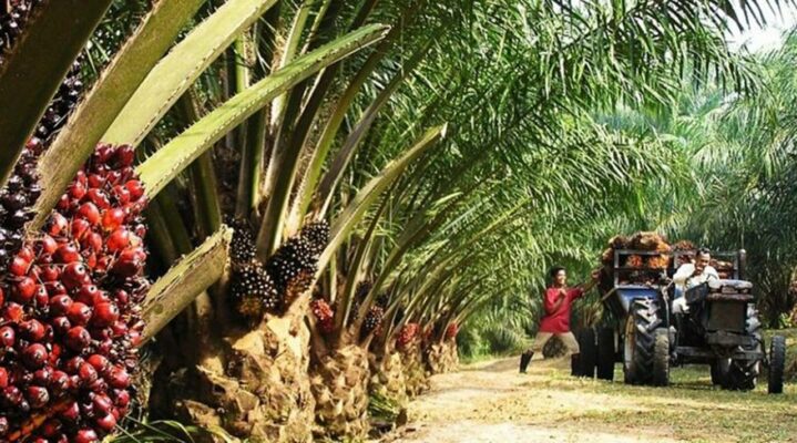 The Oil Palm Growers Association of Nigeria (OPGAN)