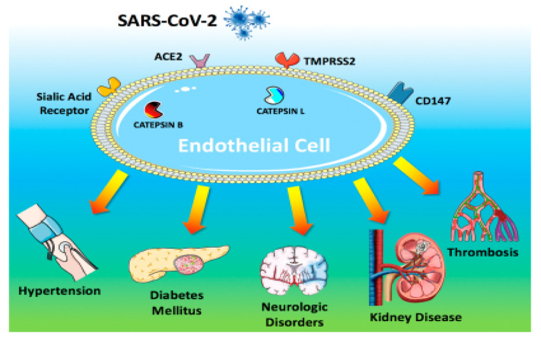 COVID-19 works with bacteria to increase disease severity in obesity and diabetes