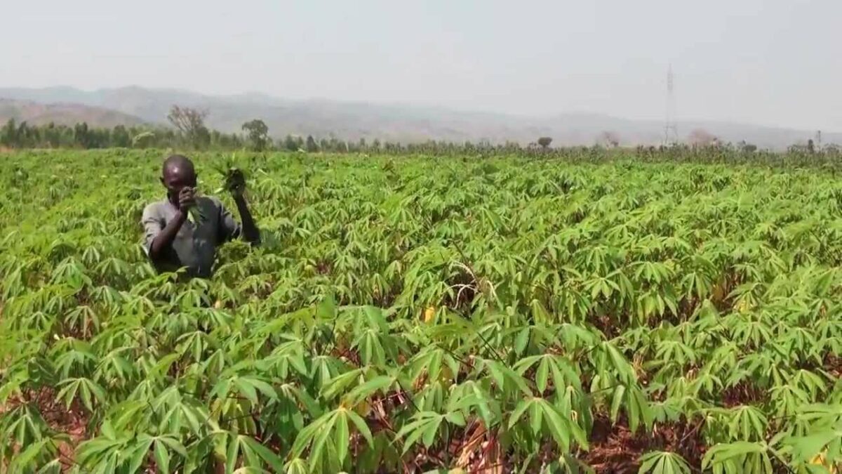 A cassava farm