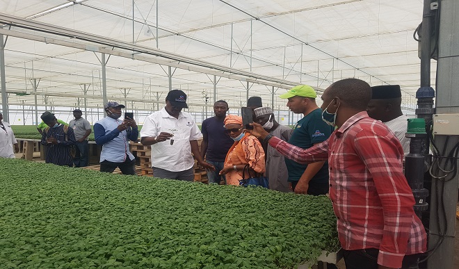 Dangote distributes tomato seeds to 5000 farmers in Kano