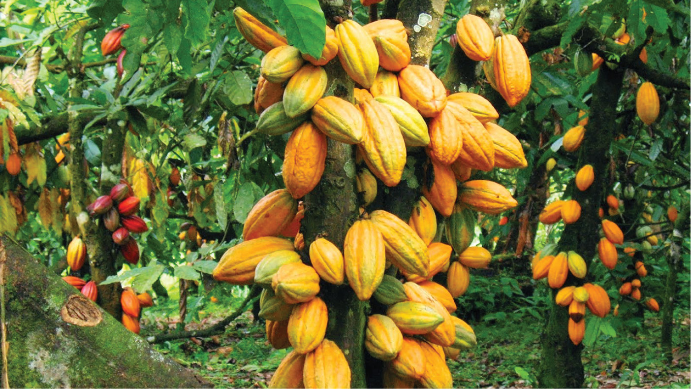 Cocoa production is not progressing in Edo – Farmers