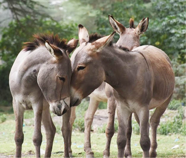 Hundreds protest slaughter, exploitation of donkeys by foreign nationals