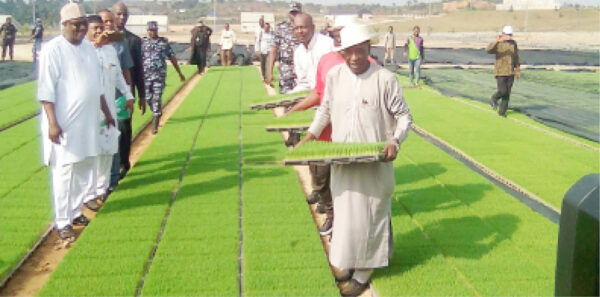 Rice seedling multiplication centre in Cross Rivers State.