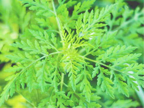 Nigeria to start artemisia plant farming next year
