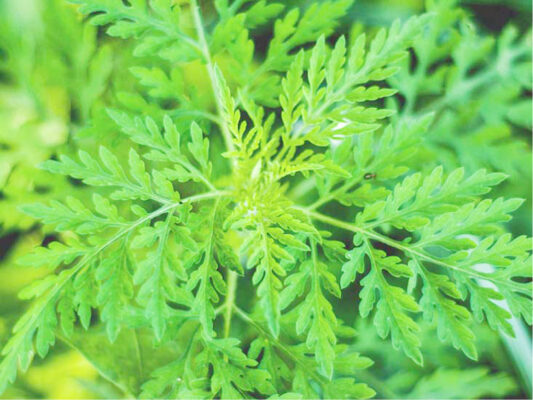 Nigeria to start artemisia plant farming next year