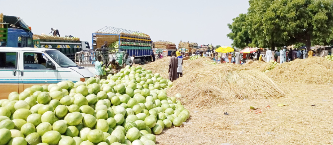 Yobe villages where people do brisk businesses in water melon