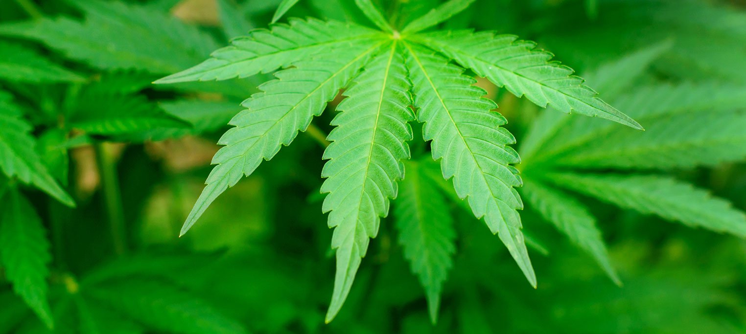 N/East stakeholders seek enforcement of ban on cannabis