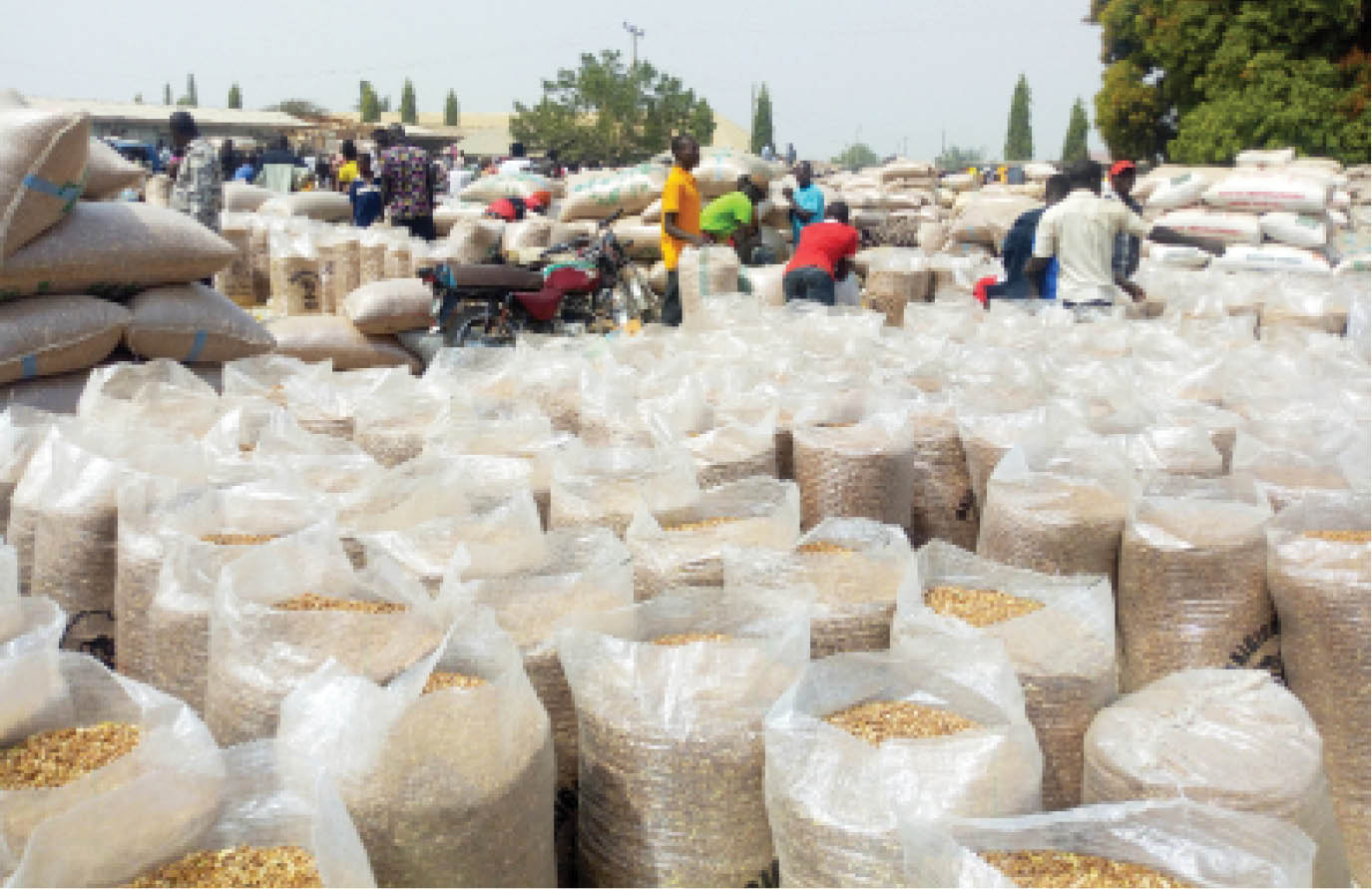 Consumers groan as grain farmers gain