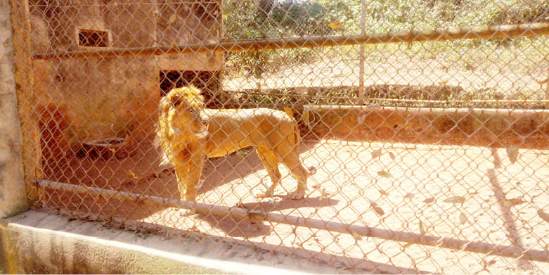 A lion in Jos Wild Life Park 