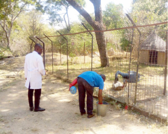 Dearth of animals, low patronage threatening Jos zoos