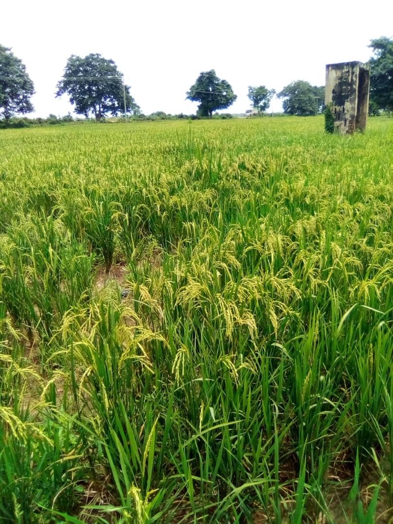 Why flood-resistant rice is crucial to farmers