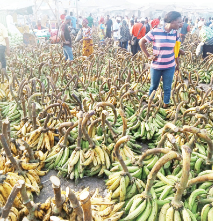 hoodlums steal 100 bunches of plantain in Edo