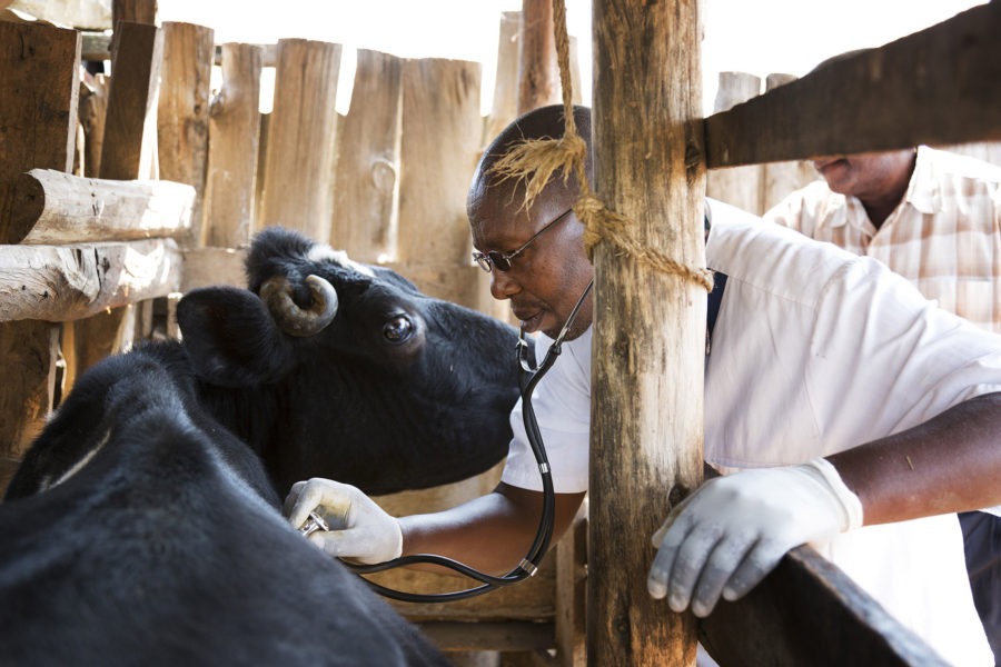 Veterinary Council develops ‘COVID-19 Protocol in Animals’ for Nigeria