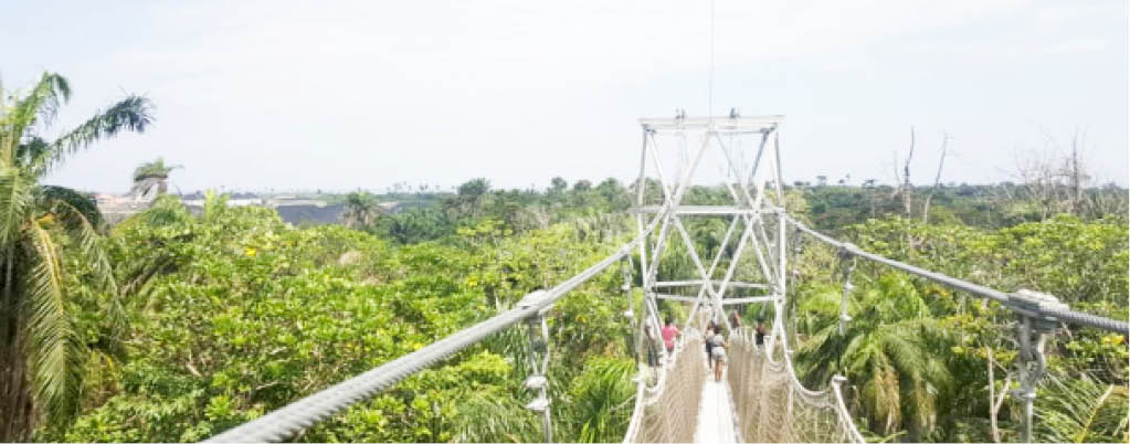 Lekki Conservation Centre: Protecting wildlife, mangrove forest from ...