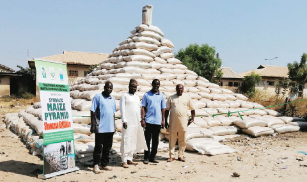 Niger maize farmers showcase harvest