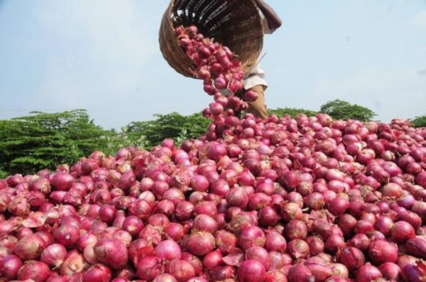 How onion proceeds stimulate cultivation in Plateau despite expensive input