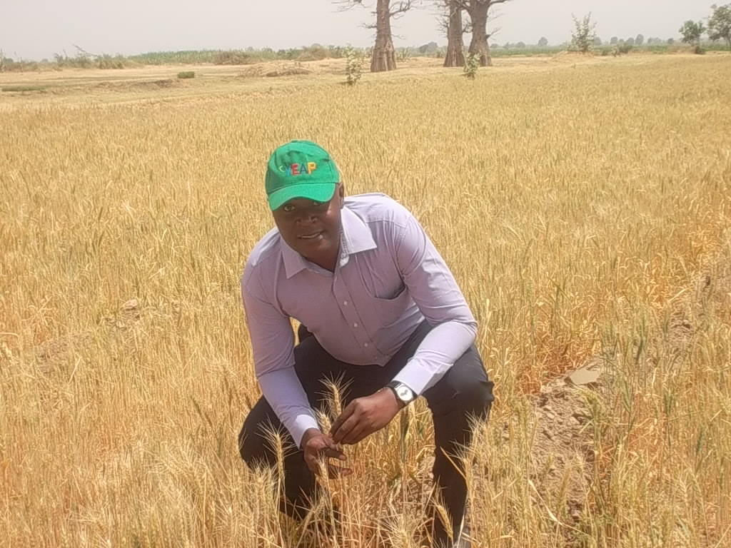 Institute dedicates 250 hectares for production of wheat seed in Zaria