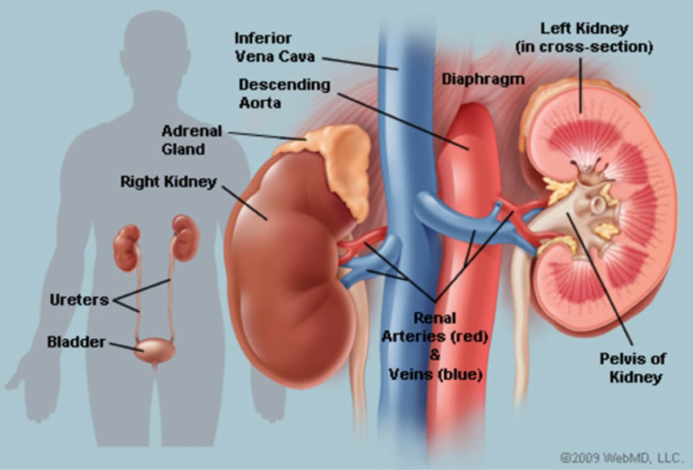 20m Nigerians battle kidney disease, expensive treatment