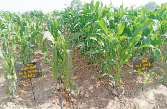 The infected traditional maize (left) and the uninfected Tela Maize (Right)s