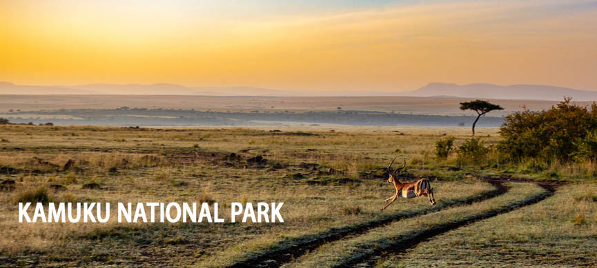 Park Service plants economic trees in Kamuku national park