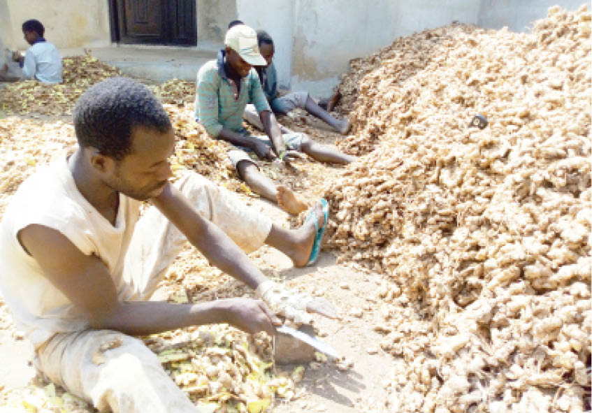 Why Nigeria’s ginger output is low