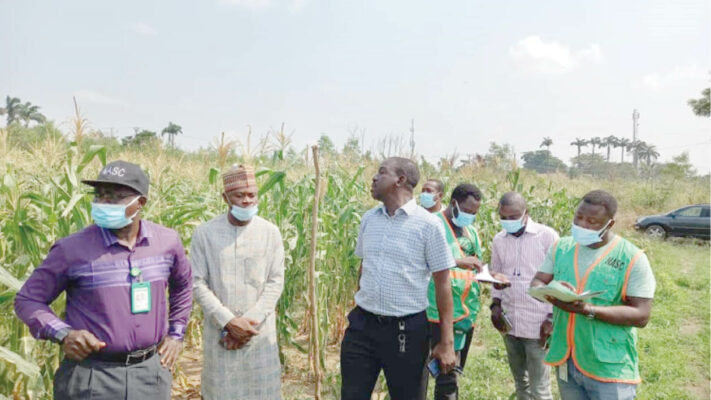 NASC’s Director, Seed Inspectorate Directorate, Mr A. A Agboola (left), with others at a seed farm in Ibadan, recently