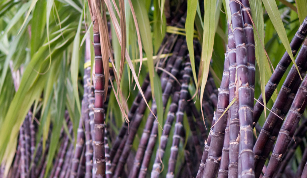 Sugarcane: Kaduna women lament scarcity, soaring prices