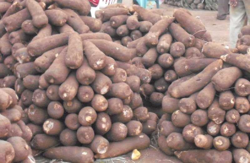 Benue LG plans biggest yam show