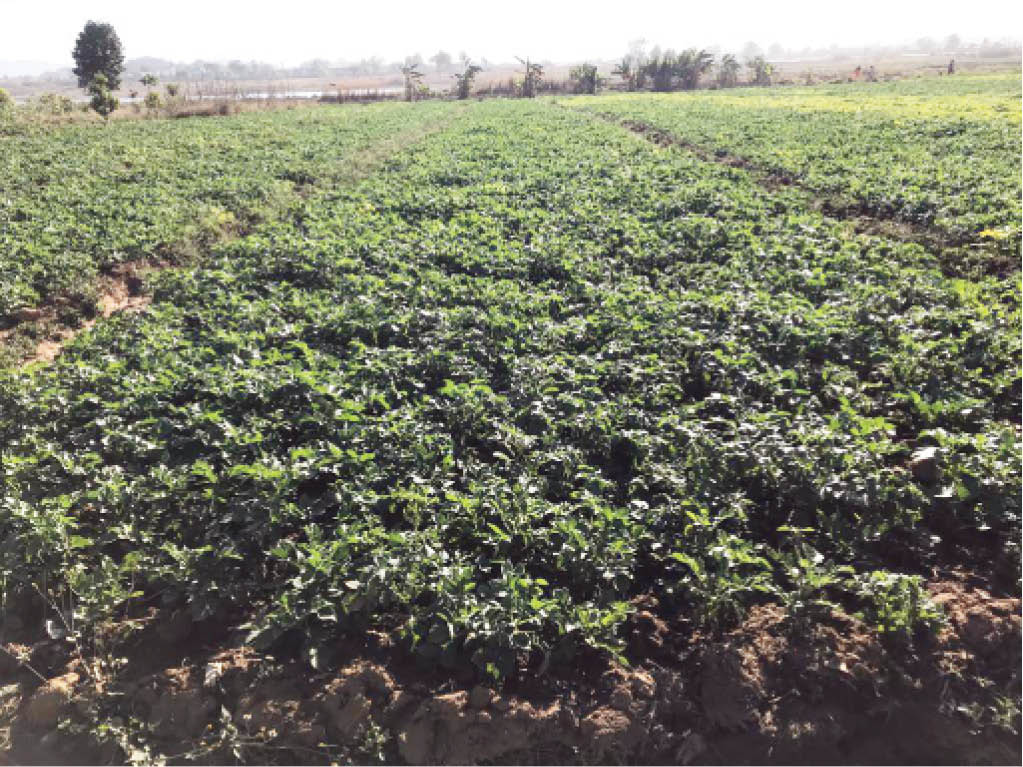 Despite challenges, Plateau targets 7m metric tons of Irish potato