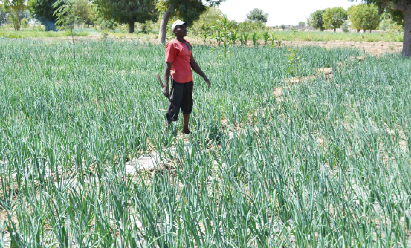 ‘Why Nigeria’s agric funding failed’