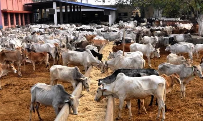 FG begins livestock project in 4 states