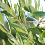 Olive Leaf