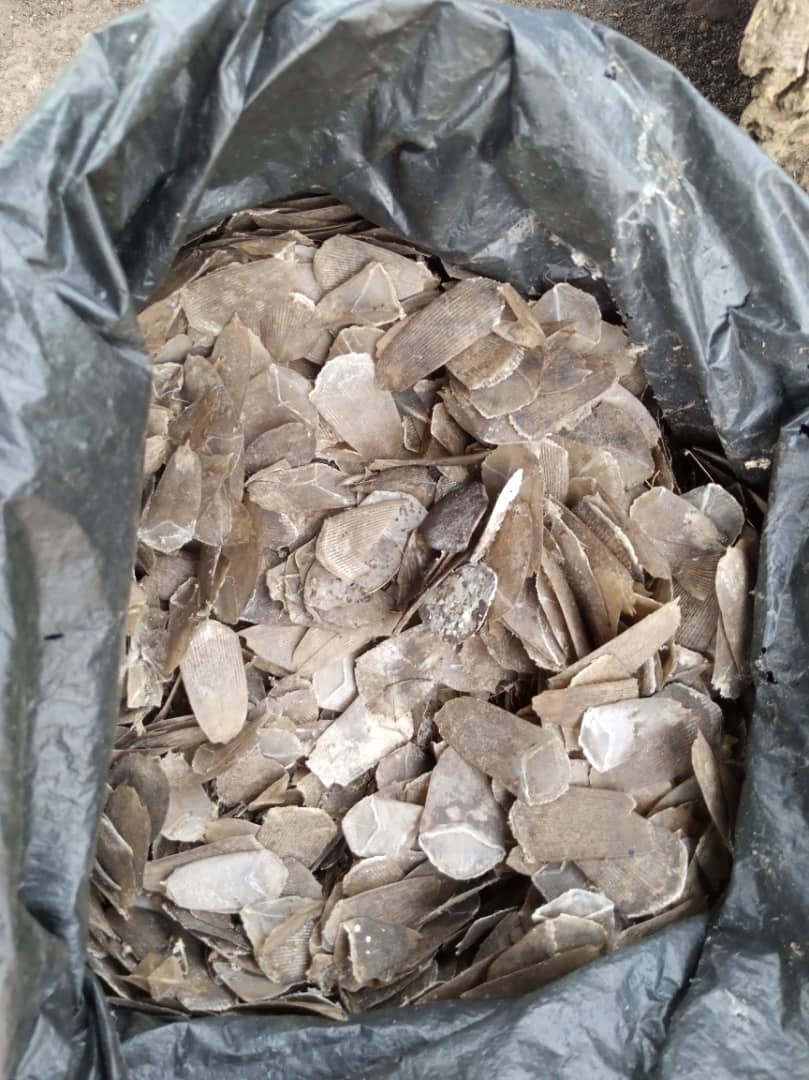 Nigeria Customs seizes pangolin scales worth over N3bn