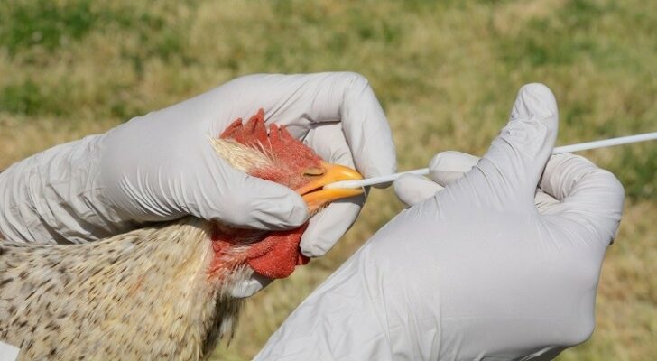 Swabbing barred rock mix breed rooster to test for avian influenza