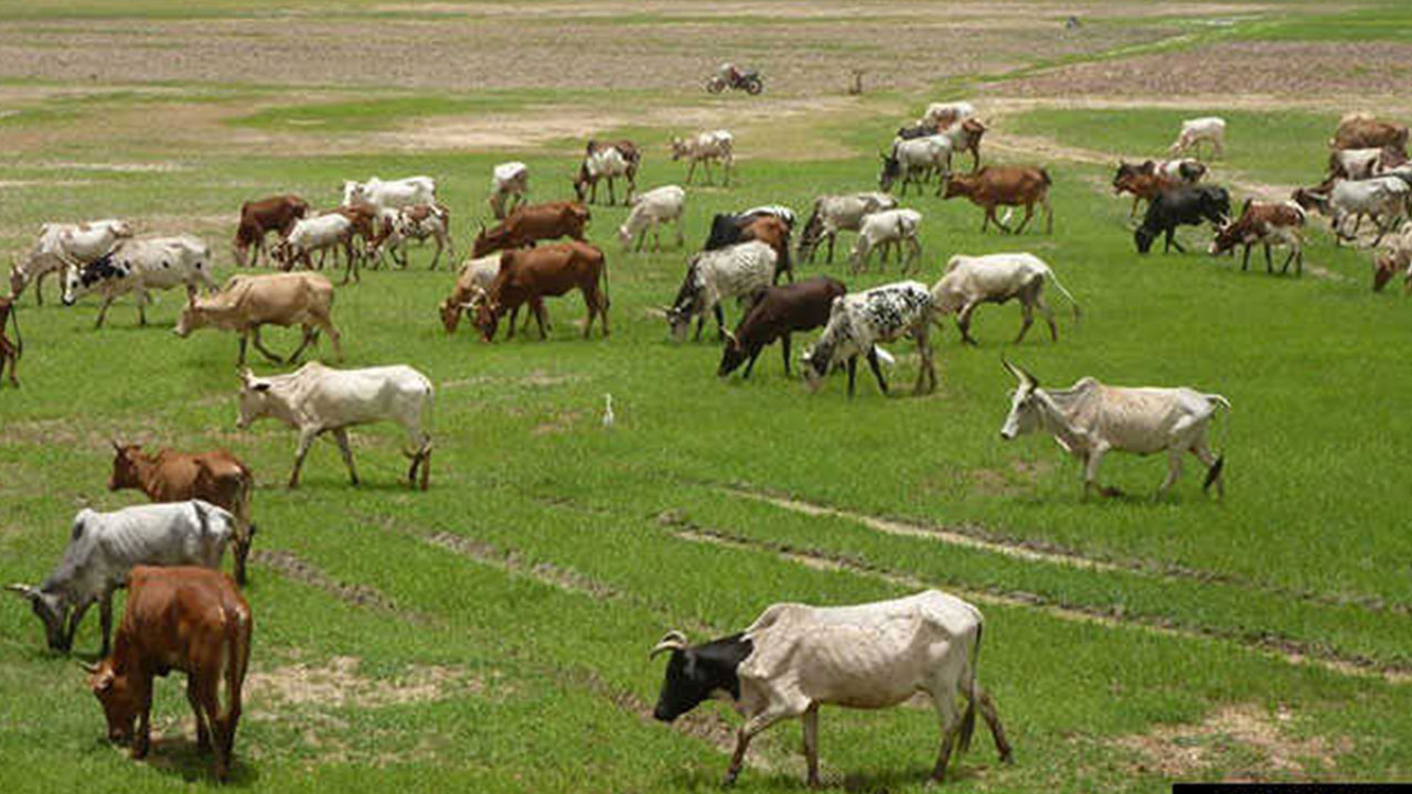 Cattle ranching in nigeria