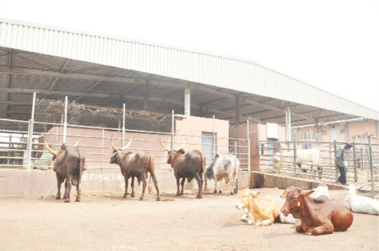 Few cows available for slaughter in Lagos