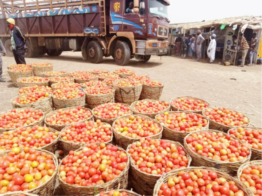 Basket of tomato costs N70,000 in South