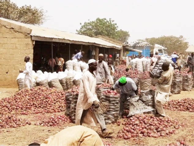 Marketers package onions with the hope the impasse between the union and government would soon be resolved Photo: Clement A. Oloyede
