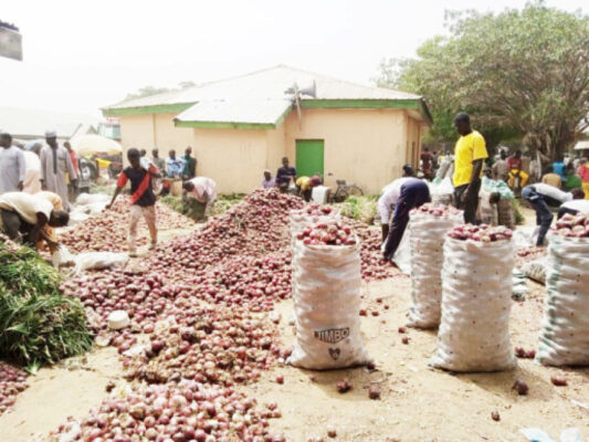 A bag of onions now sells for N7000 as against N10000 before the strike at Gun-dutse onions market in Kano State Photo: Clement A. Oloyede