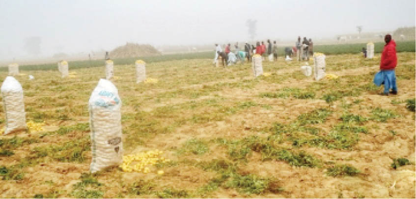 Katsina potato farmers devise storage method as production increases