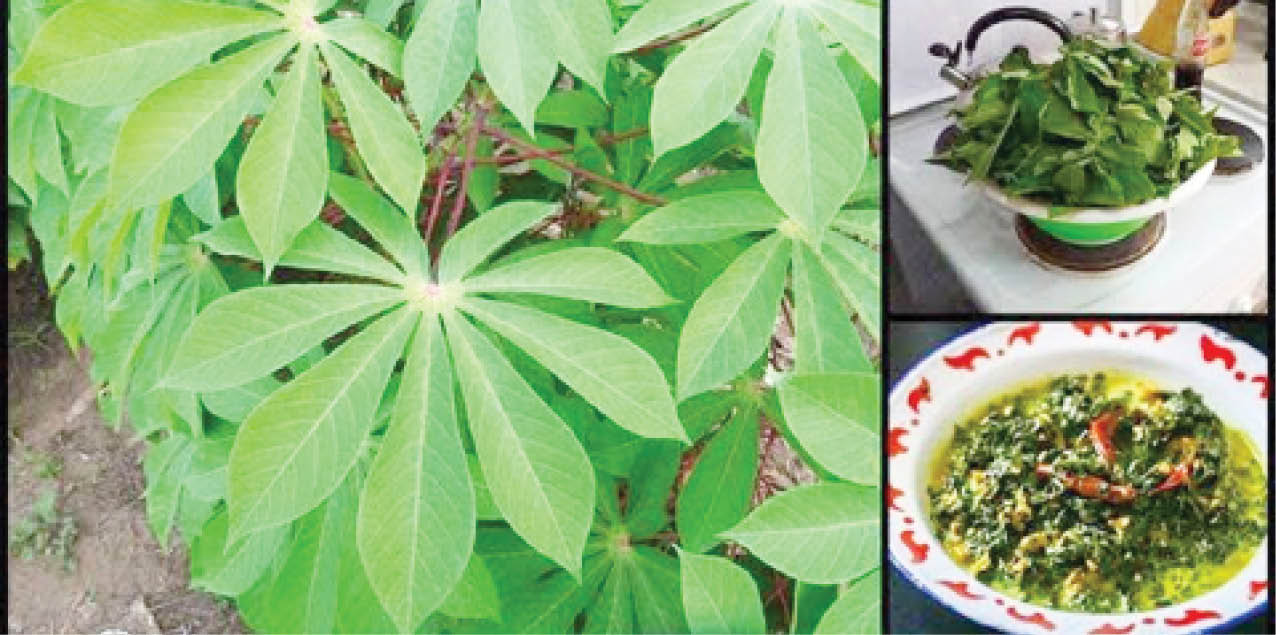 Expert urges Nigerians to explore potentials, benefits of cassava leave